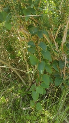 Stigmaphyllon bonariense