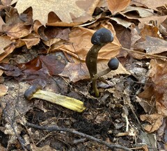 Tolypocladium capitatum