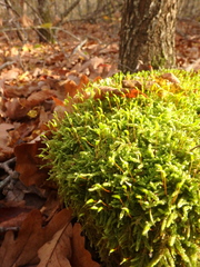 Hypnum cupressiforme