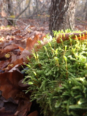 Hypnum cupressiforme