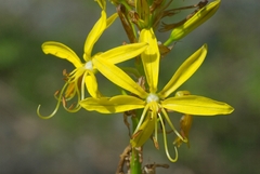 Asphodeline lutea