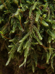 Hypnum cupressiforme