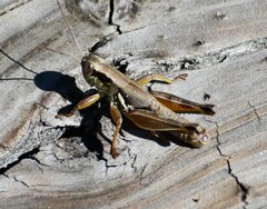 Melanoplus plebejus