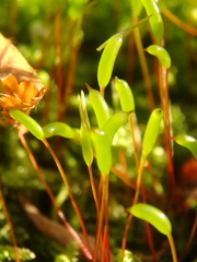 Hypnum cupressiforme