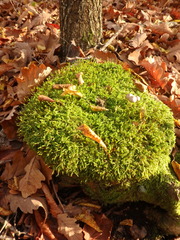 Hypnum cupressiforme