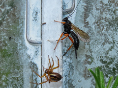 Pimpla rufipes