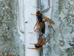 Pimpla rufipes