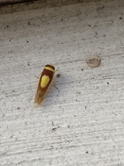 Colladonus clitellarius