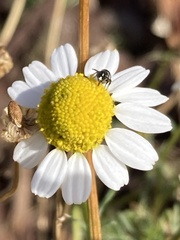Ceratina