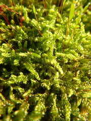 Hypnum cupressiforme