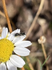 Ceratina