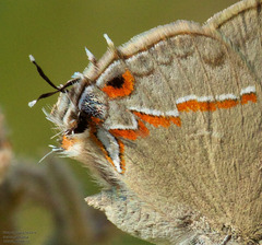 Electrostrymon hugon