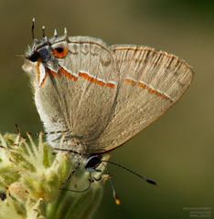 Electrostrymon hugon