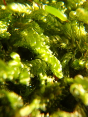 Hypnum cupressiforme