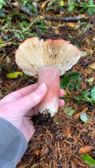 Russula rhodocephala