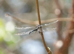 Libelluloidea