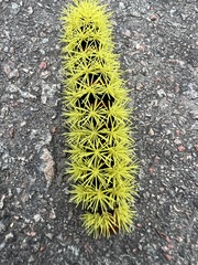 Leucanella viridescens