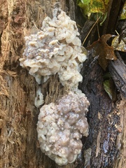 Merulius tremellosus