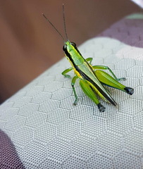 Mastusia quadricarinata