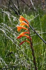 Watsonia angusta
