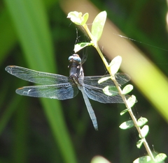 Dasythemis