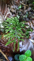 Thamnobryum alopecurum