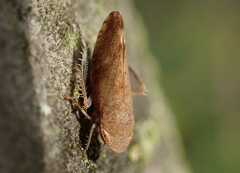 Fieberiella