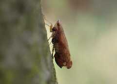 Fieberiella