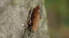 Fieberiella