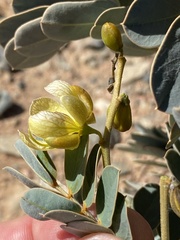Senna italica