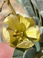 Senna italica