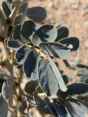 Senna italica