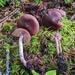 Cortinarius inconspicuus - Photo (c) Alex Hood, some rights reserved (CC BY-NC), uploaded by Alex Hood