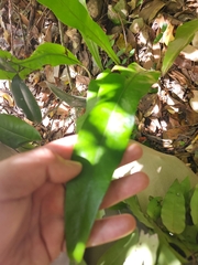 Microsorum punctatum