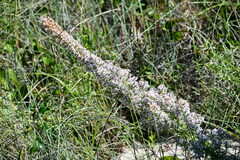 Liatris carrizana