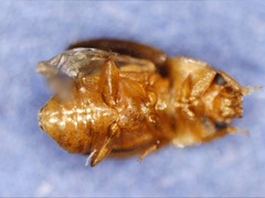 Epuraea ocularis