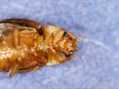 Epuraea ocularis