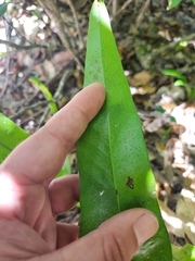 Microsorum punctatum