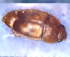 Epuraea ocularis
