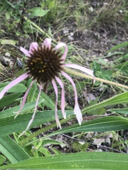 Echinacea simulata