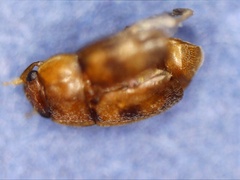 Epuraea ocularis