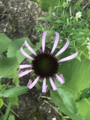Echinacea simulata