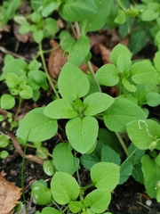 Stellaria media