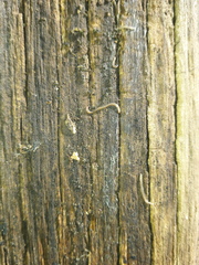 Blaniulidae