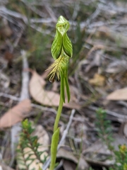 Pterostylis straminea