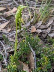 Pterostylis straminea