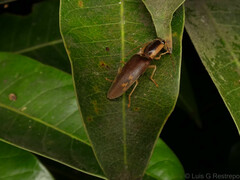 Conoderus semimarginatus