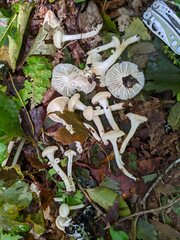 Cuphophyllus borealis