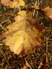 Quercus petraea