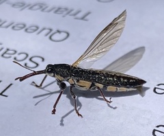 Rhinotia